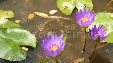 池塘里漂浮的睡莲。 从上面的绿叶和粉红色的睡莲花漂浮在宁静的水中